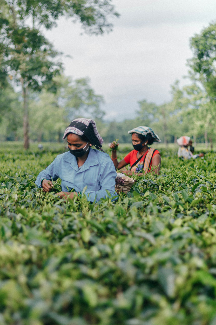A quiet tea ritual at Koliabur